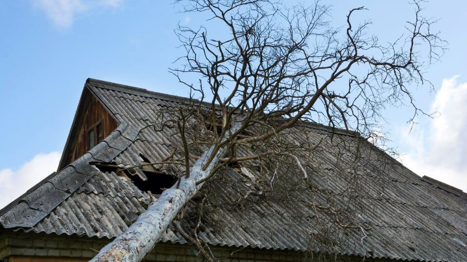 Emergency Tree Service in Brevard County, FL