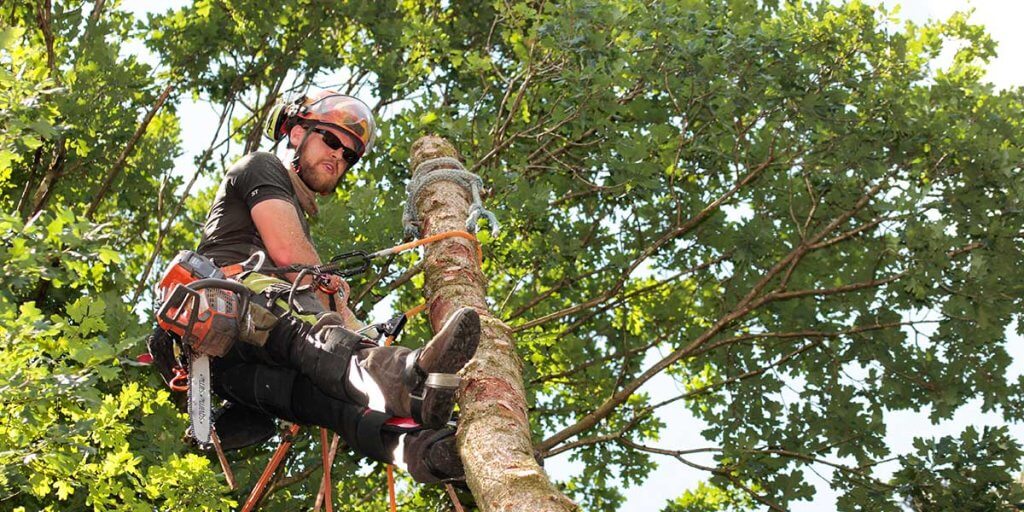 tree service rockledge fl
