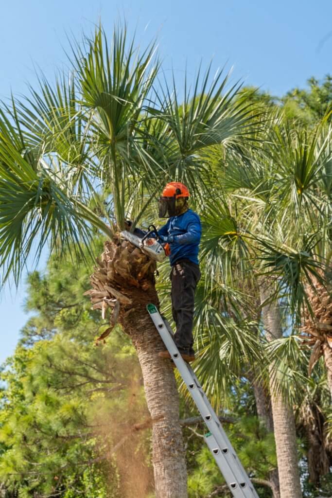 Expert Tree Service in Brevard County FL | Prolawn Turf & Landscape ...